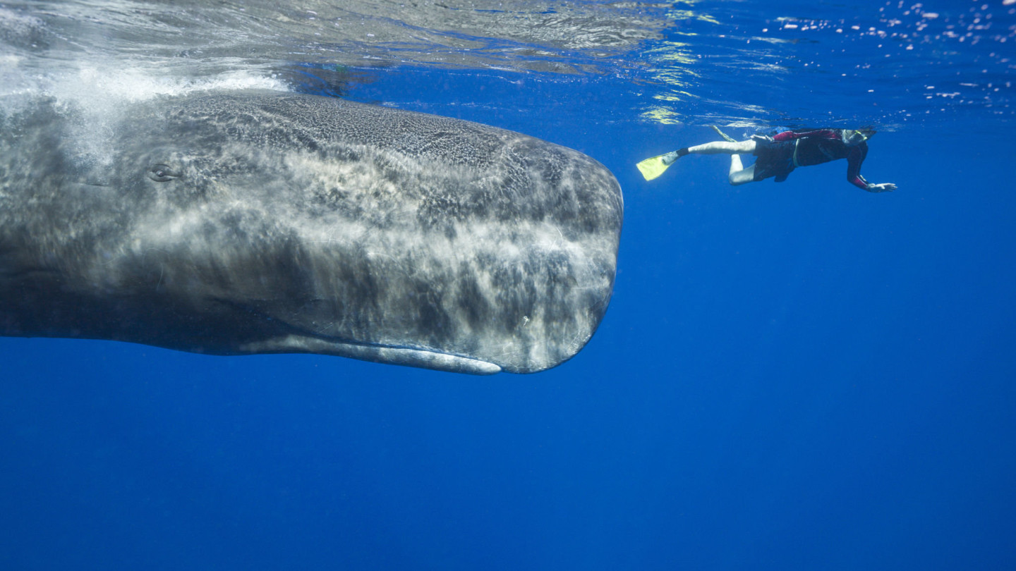 Dive with Sperm Whales | Untold Story Travel